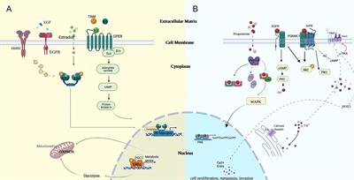 Rewiring of the Endocrine Network in Triple-Negative Breast Cancer